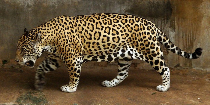 Salman, un jaguar es devuelto al zoo porque «está gordo y no puede aparearse»