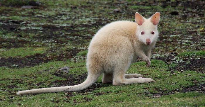 El marsupial australiano, en peligro por la luz artificial