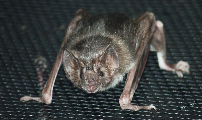 Este era el color de los murciélagos… Extintos hace 50 millones de años