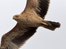 Seis águilas imperiales mueren envenenadas en Ciudad Real