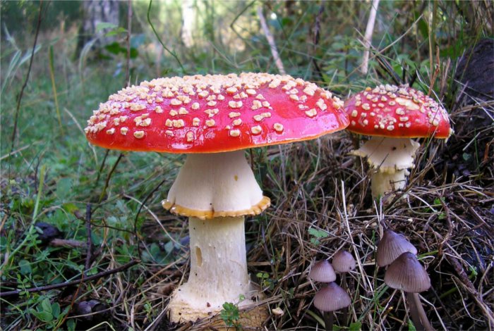 Setas de otoño: Amanita muscaria