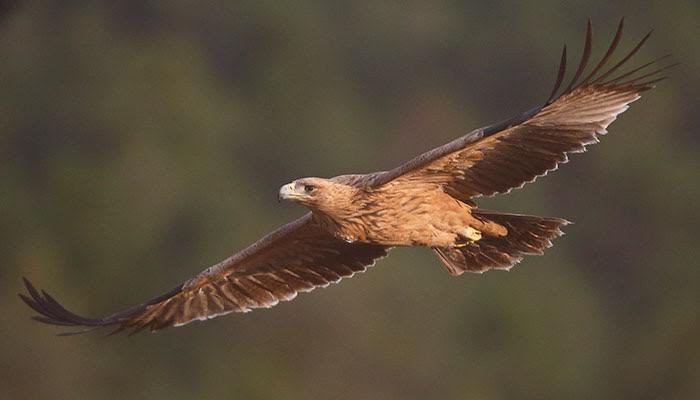 aguila-imperial