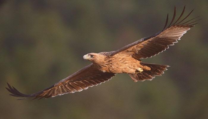 Villaviciosa de Odón acoge un festival sobre el águila imperial