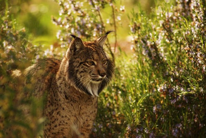 Kentaro, el lince viajero, llega a la Rioja y asombra con su alimentación