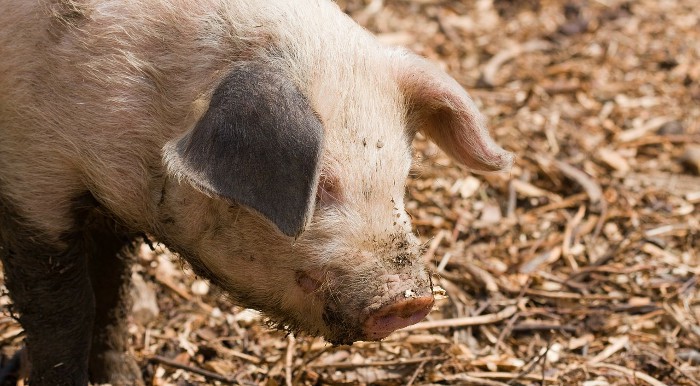 La entrada de animales vivos del Magreb se limita por la fiebre aftosa