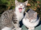 Un estudio confirma que los gatos ancianos no soportan los ruidos agudos