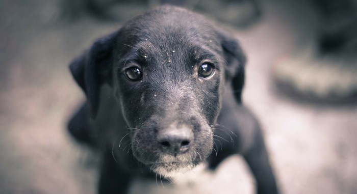 Los niños que crecen con animales tienen menos posibilidades de desarrollar asma