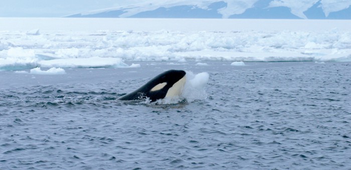Tras denuncias por maltrato animal, SeaWorld cancela sus espectáculos con orcas
