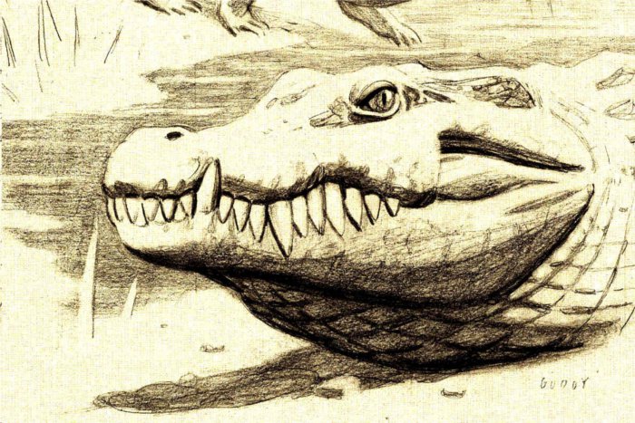 Un cocodrilo de enormes dientes habitó en Cuenca hace 75 millones de años