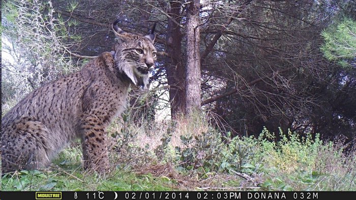 Muere Floreal, un lince destinado a terminar con la endogamia de la especie en Doñana