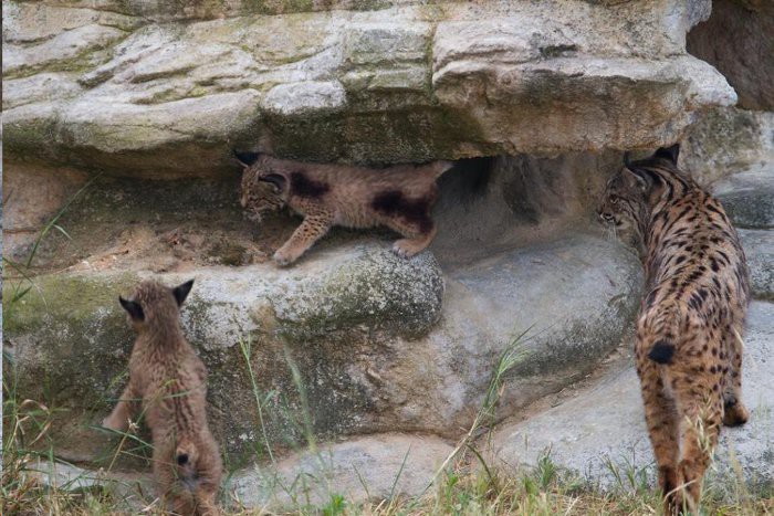 lince-iberico