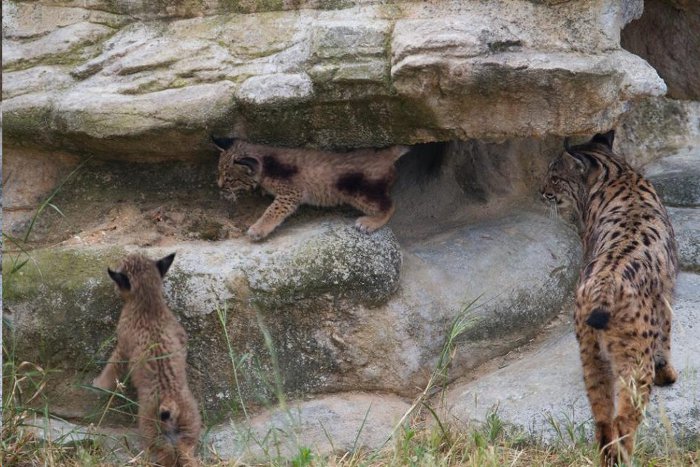 Lince ibérico, de la extinción a la esperanza en 10 años