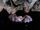 Una «raspa» de 32.000 euros deja sin protección a los murciélagos españoles