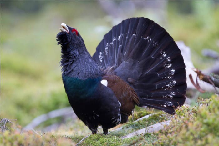 urogallo
