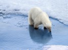Algunas curiosidades sobre los osos polares