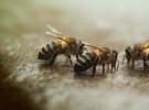 ¿Qué sucedería si las abejas no existieran?