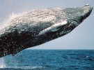 Por fin, una ballena Omura es grabada en vídeo
