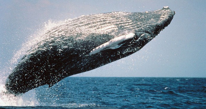 Por fin, una ballena Omura es grabada en vídeo