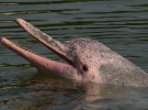 Pinky, el delfín de color rosa