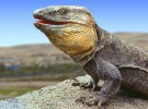El lagarto gigante de la Gomera podría alejarse de la extinción