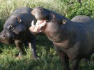 La sequía, culpable del traslado de dos hipopótamos a un lugar habitado