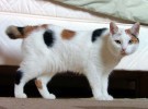 Bobtail japonés, el gato de la buena suerte