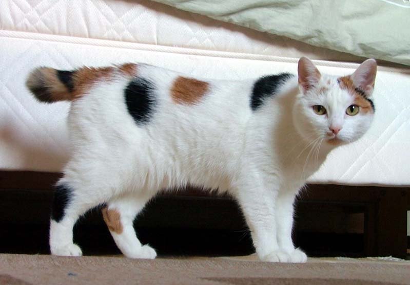 Bobtail japonés, el gato de la buena suerte