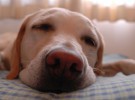 Sí, dormir con vuestras mascotas es beneficioso para la salud