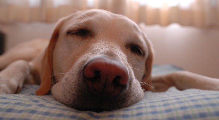 Sí, dormir con vuestras mascotas es beneficioso para la salud