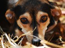 Chicago prohíbe la venta de mascotas procedentes de «fábricas» de cachorros