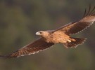 Los tendidos eléctricos ponen en riesgo la difusión del águila imperial