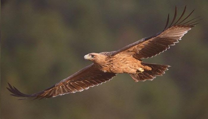 Los tendidos eléctricos ponen en riesgo la difusión del águila imperial