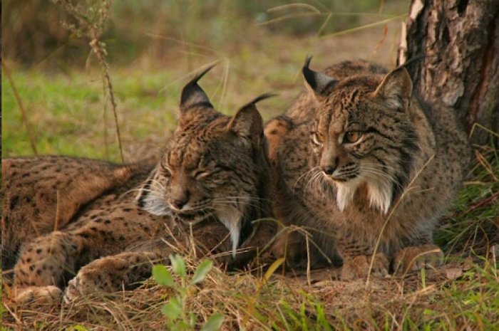 Doñana: ni un lince muerto más en 2016