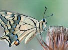 El santuario de las mariposas españolas se encuentra en el Hayedo de Montejo