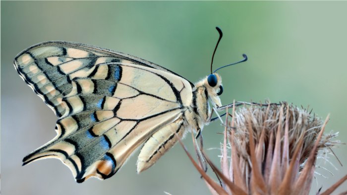 El santuario de las mariposas españolas se encuentra en el Hayedo de Montejo