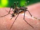 <em>Aedes aegypti</em>, un mosquito mortal