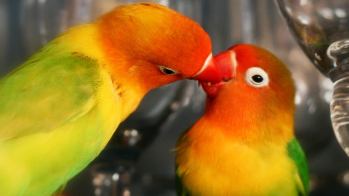 Agapornis, las aves que siguen a sus parejas a toda costa