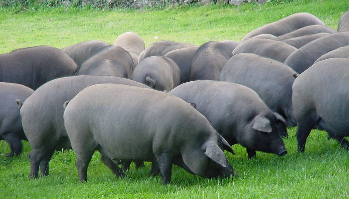 En Estados Unidos han logrado crear híbridos de humanos y animales