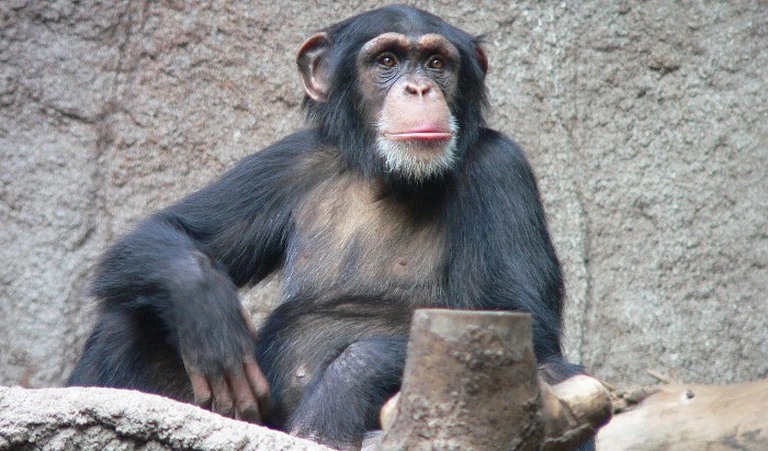 Chimpancés, basando sus relaciones en la confianza