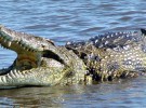 Encuentran un cocodrilo muerto en una playa de Galicia, con procedencia desconocida