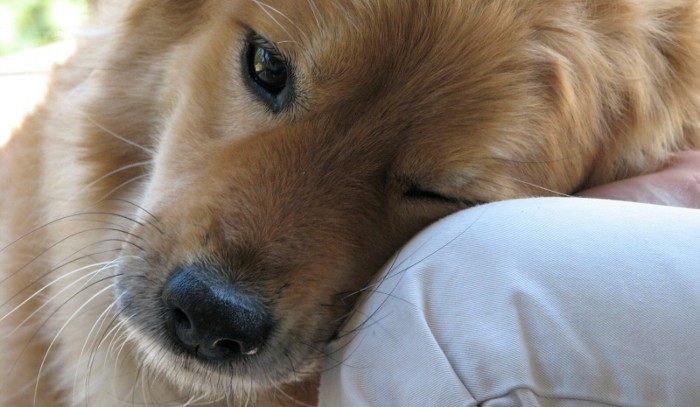 Perros con diabetes: un pequeño repaso a los principales síntomas