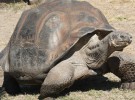 Jonathan, la tortuga más vieja del mundo, recupera salud gracias a una dieta