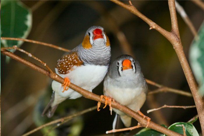 Observación y práctica, así aprenden a cantar las aves