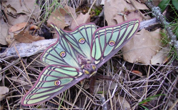 La Actias isabellae elegida como Mariposa del Año 2016