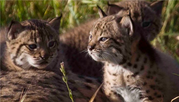 Tres hembras de Lince ibérico dan a luz