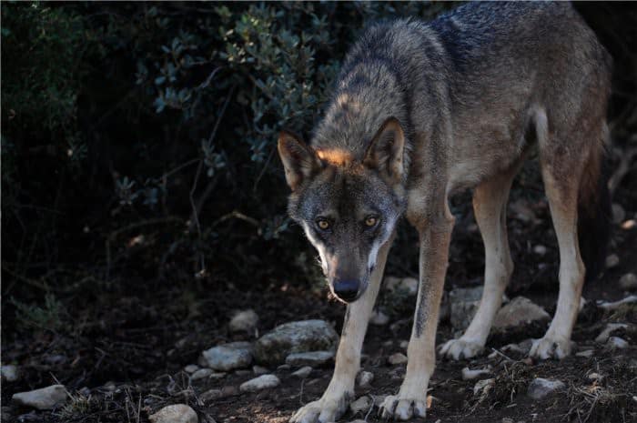 lobo