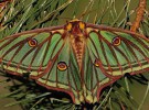 La asociación Zerynthia busca de la Mariposa del Año 2016