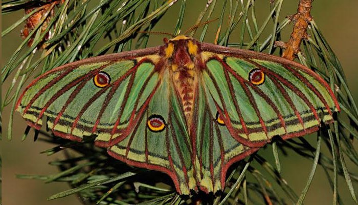 La asociación Zerynthia busca de la Mariposa del Año 2016