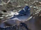 El pinzón azul de Gran Canaria podría convertirse en una nueva especie
