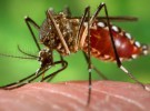 El <em>Aedes aegypti</em> hace de las suyas: varios enfermos de Zika en España